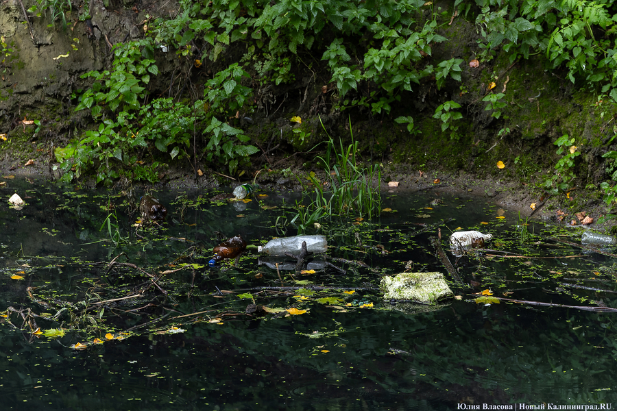 Минприроды: Ялтинский пруд загрязнился из-за осадков 