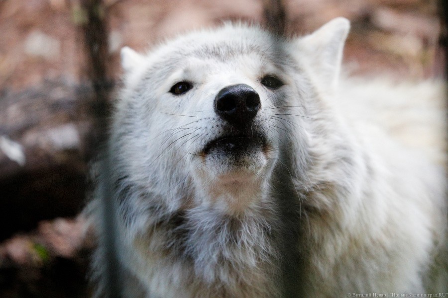 Дистанция в одного кенгуру: первый день работы Калининградского зоопарка (фото)