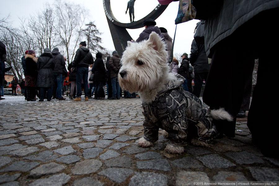 Дозволенный протест: как в Калининграде против застройки митинговали (фото)