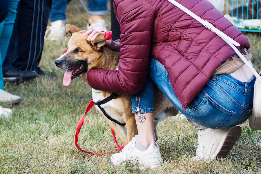 Подари мне дом: на Верхнем озере организовали выставку бездомных животных