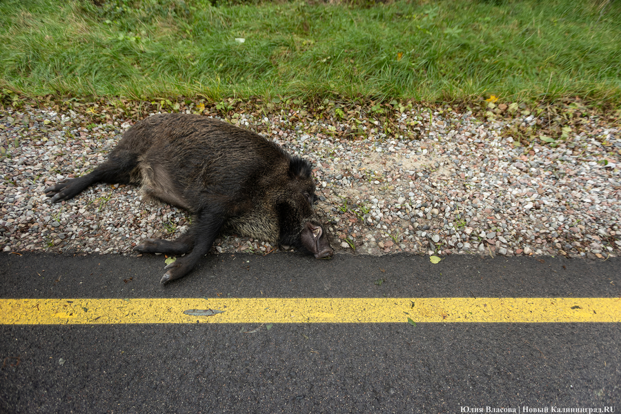 В Нестерове возбудили уголовное дело о незаконной охоте в нацпарке «Виштынецкий»