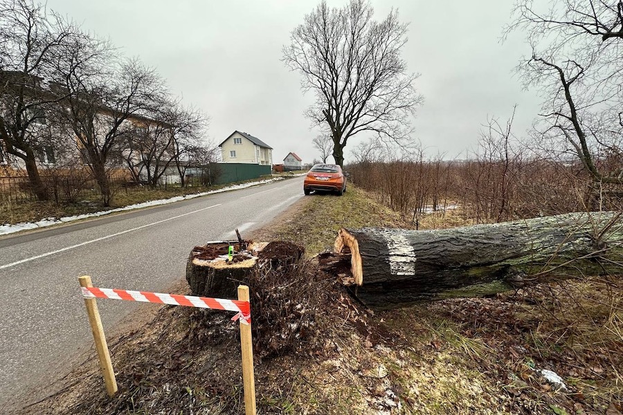 Обследовавшие аллею в Голубево эксперты не учли, что насекомые тоже животные