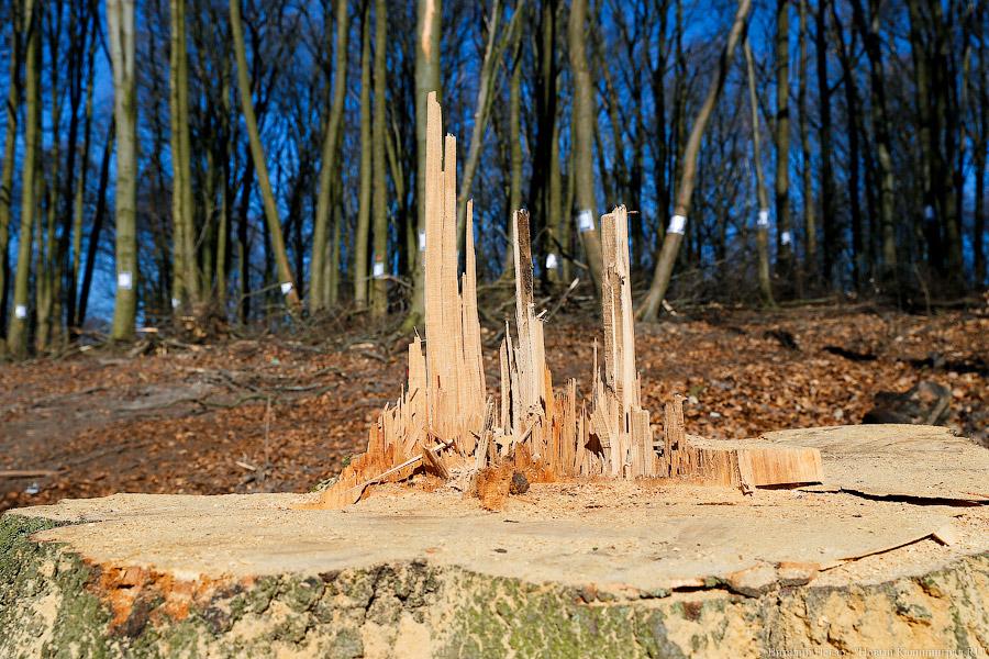 Пеньки в Холмогоровке: кто вырубает лесопарк под Калининградом