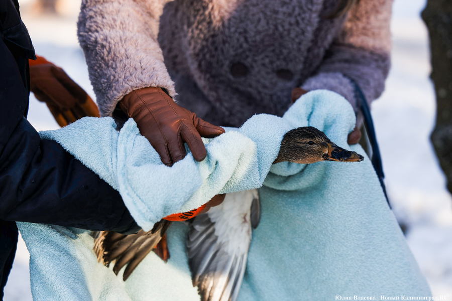 Ледяной плен: в парке Зеленоградска спасают замерзающих уток (фото)