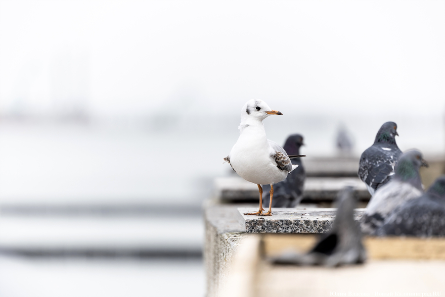 Калининградская область заняла 2-е место в СЗФО по количеству гостей в санаториях
