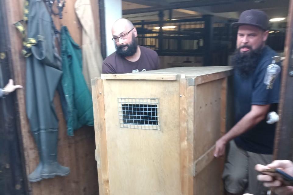 В Калининградский зоопарк капибаре Щорсу привезли подругу