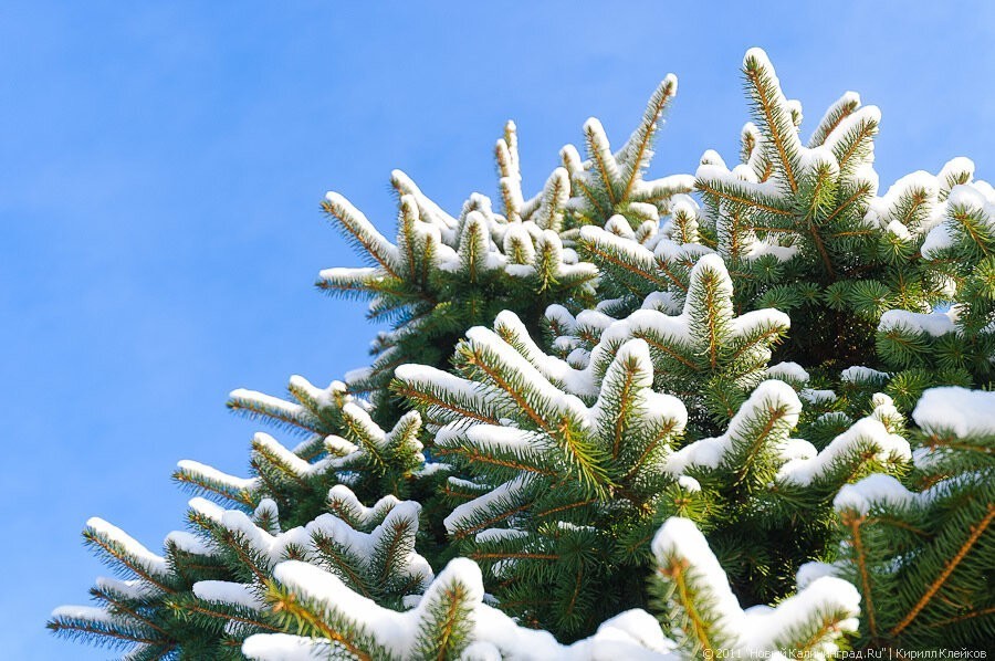 Ермак: я нехорошо отношусь к местам, где не ставят елки