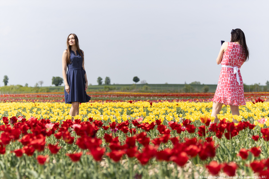 В Калинково открыли для посетителей тюльпановое поле (фото)