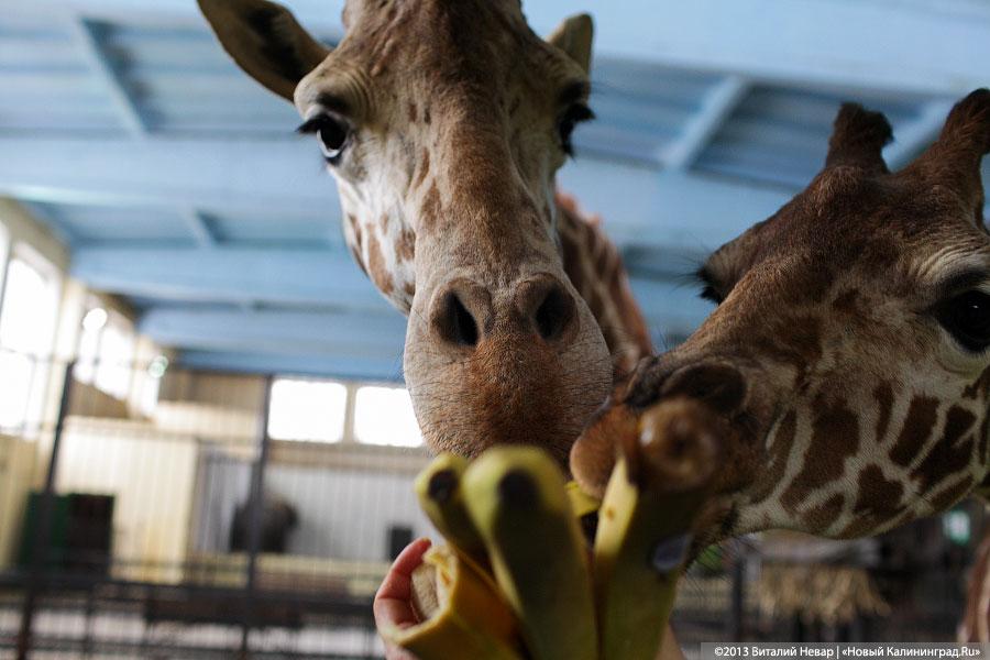 «Два метра пятен»: кормление новорожденного жирафенка