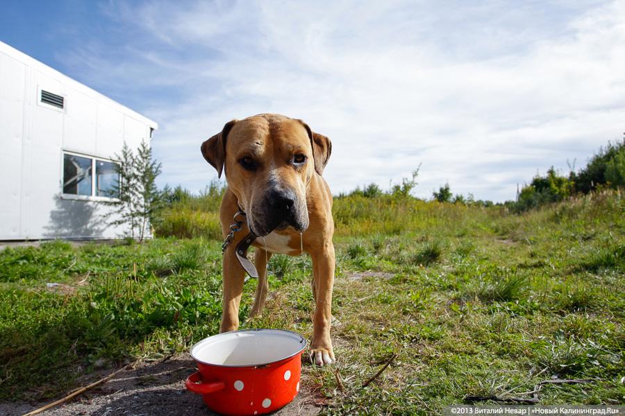 Естественный отбор: что творится за забором Службы защиты животных (фото)