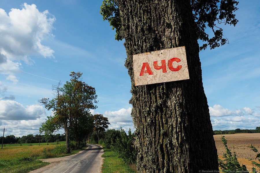 Власти региона проверяют, как калининградская свинина с АЧС попала в Тюмень