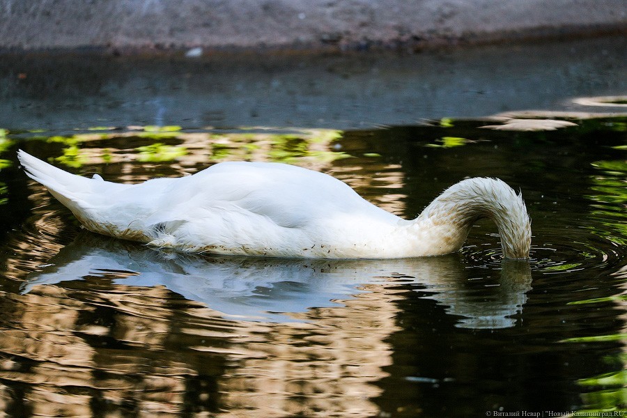 Дистанция в одного кенгуру: первый день работы Калининградского зоопарка (фото)