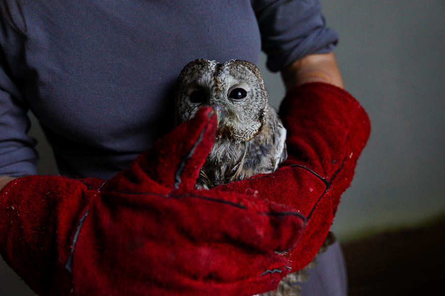 «Прогнозов нет от слова „совсем“»: центры помощи животным — о выживании в кризис