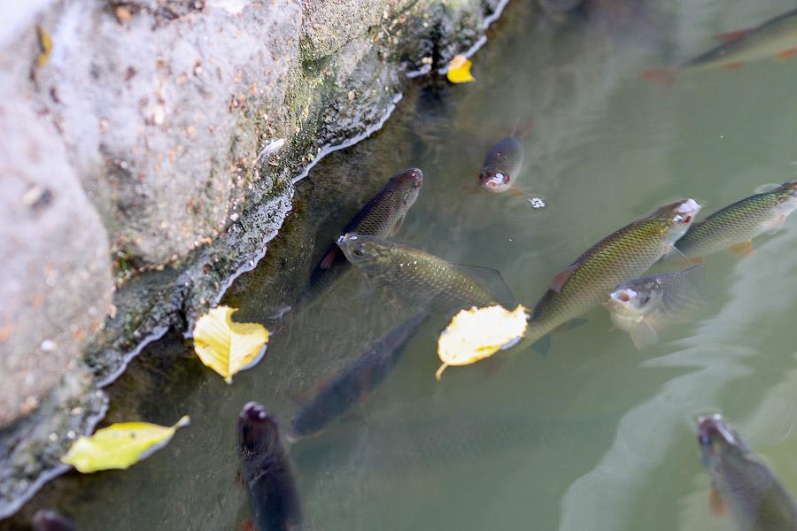 Отчего рыбе дурно: что происходит на Верхнем озере