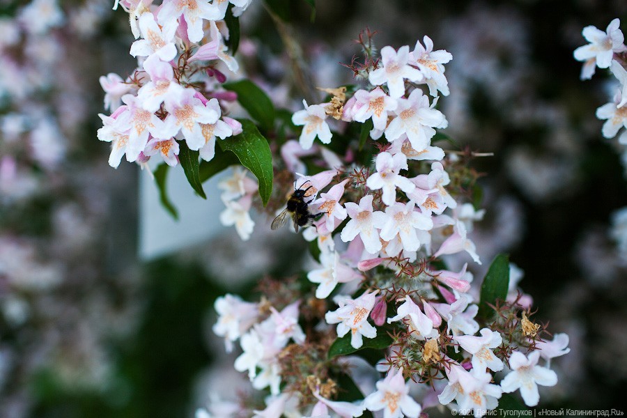 Розовое цветение: Ботанический сад открылся для посетителей (фото)