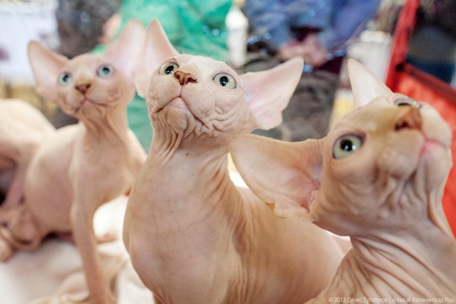Котики. Портреты: в ДКЖ прошла выставка-продажа котят разных пород