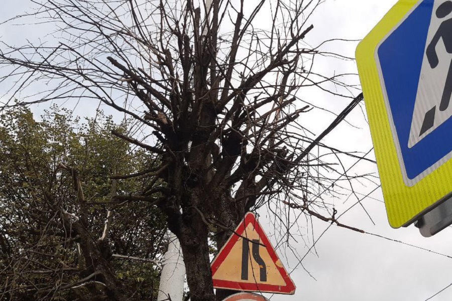 «Акт о необходимости»: в Калининграде убирают аварийные деревья на ул. Театральной
