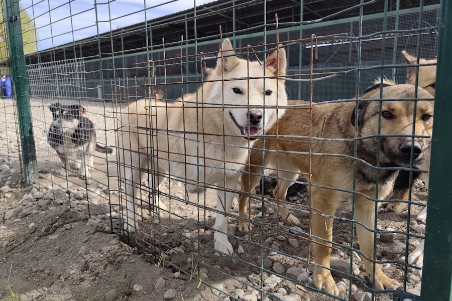 Калининградская ветслужба: число бездомных собак в регионе уменьшилось вдвое