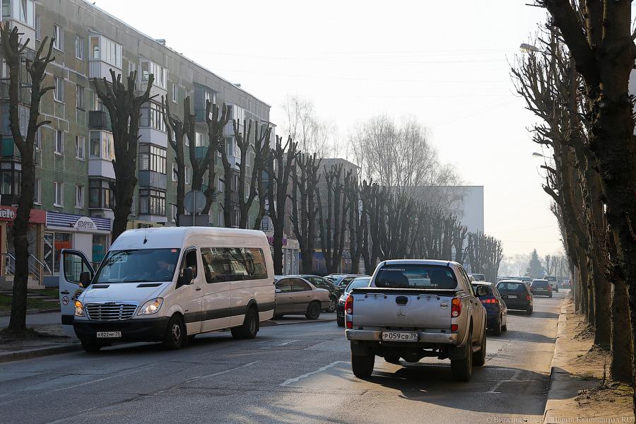 «А потом они умирают»: к чему приводит обрезка деревьев в Калининграде