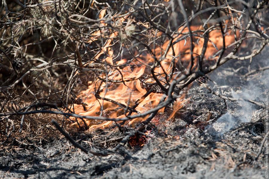 Когда рассеялся дым: после локализации лесного пожара на Куршской косе (фото)