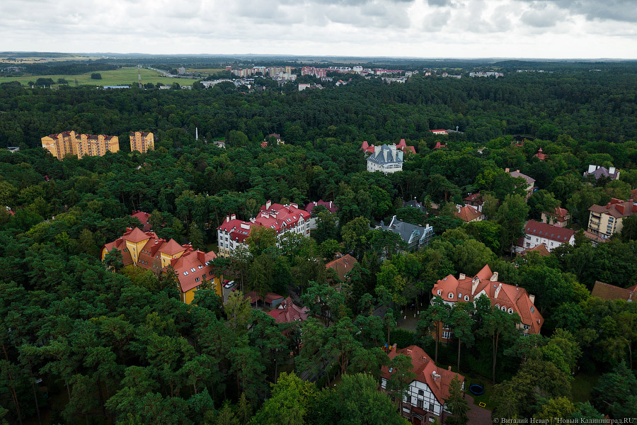 Алиханов попросил власти Светлогорска не обращаться за деньгами на расчистку новых муниципальных лесов