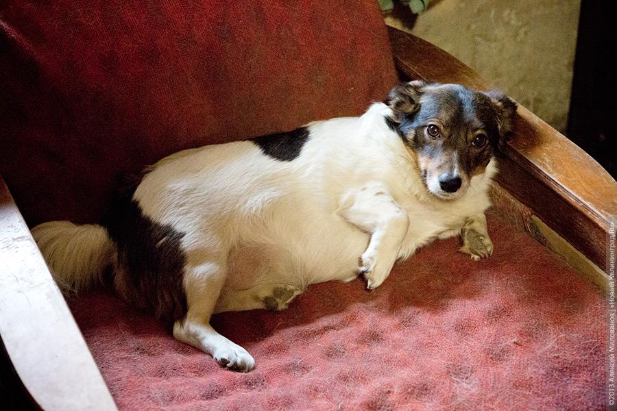 Три этажа собак: как в одной конюшне разместились 70 бездомных животных