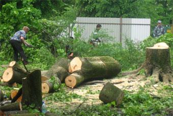 На К.Маркса-Красной, где были вырублены деревья, началось создание сквера