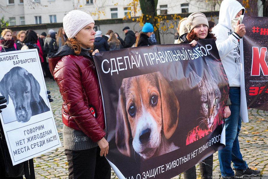 За что нас убивают?: как в Калининграде митинговали в защиту животных