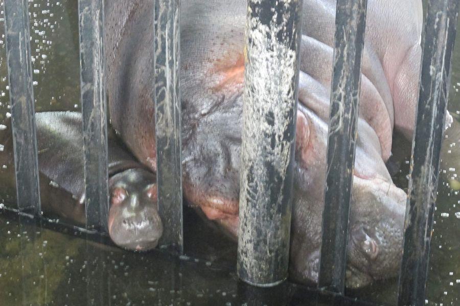 Бегемотиха Миля и детёныш. Фото — Екатерина Михайлова