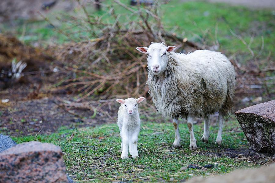 «Боосбан нас отрезал»: жизнь поселка Матросово рядом с Приморским кольцом