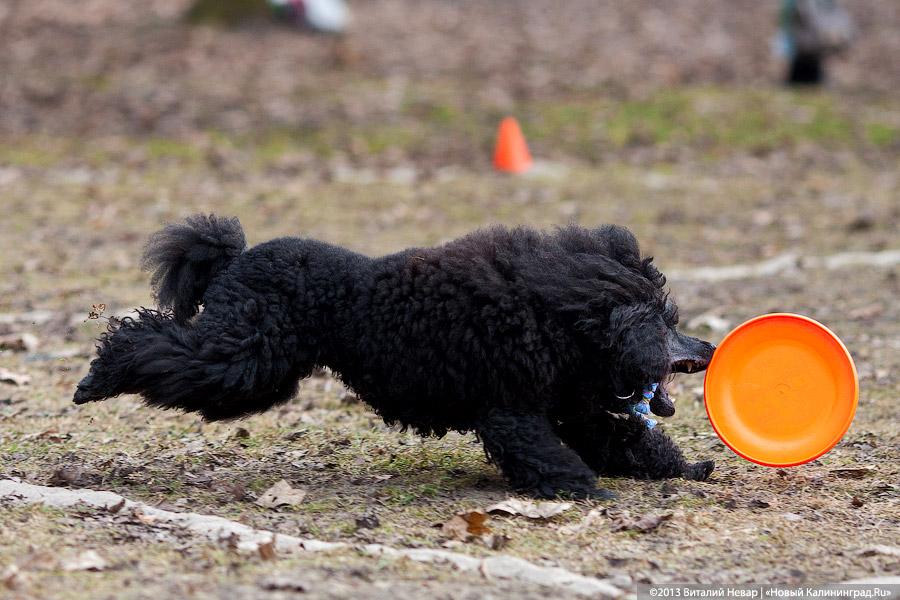 «Зубастые ловцы»: фоторепортаж с соревнований по дог-фрисби