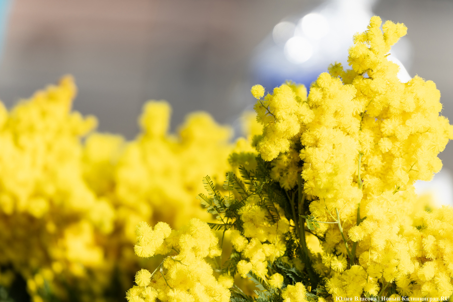 В Калининградскую область не пустили цветы из Литвы, зараженные трипсом