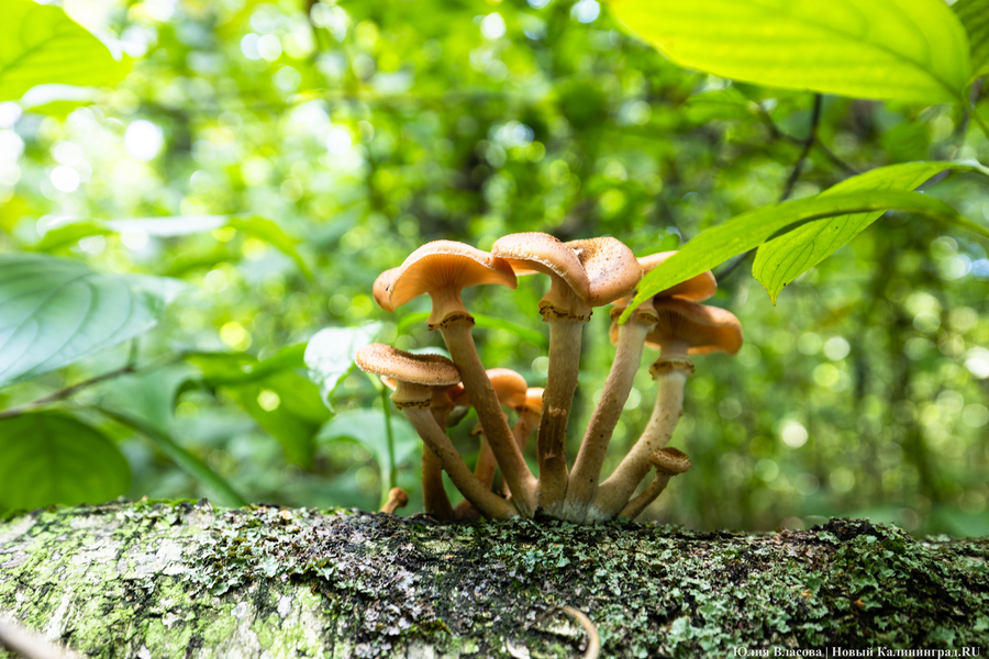 Они пошли: фоторепортаж с открытия «тихой охоты» в Калининградской области (фото)