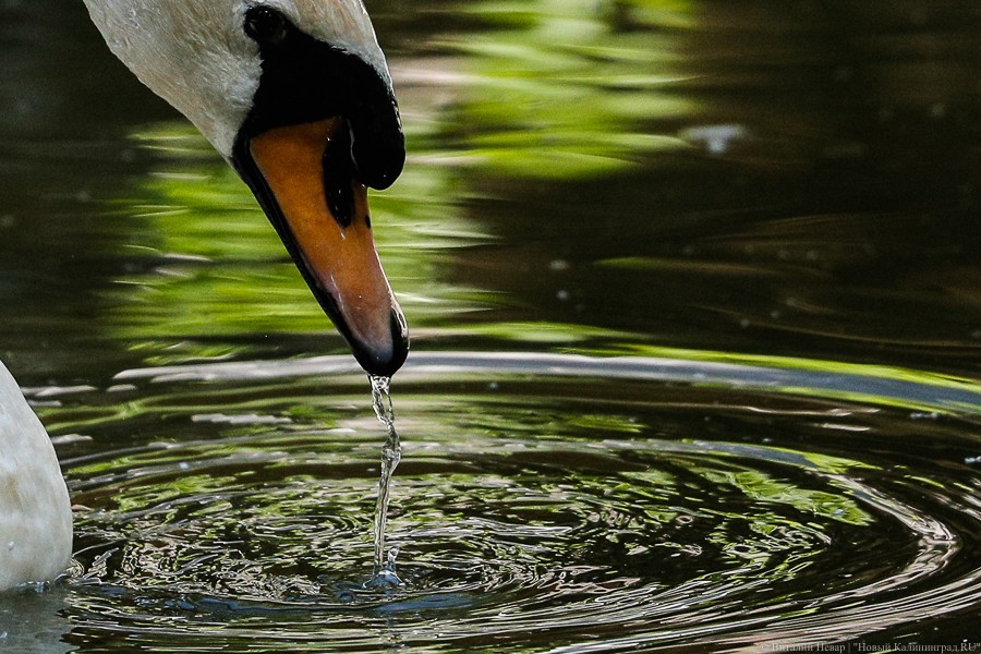 Виталий Невар / Новый Калининград