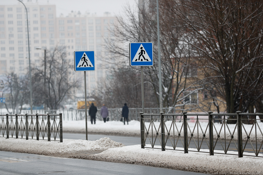Власти Калининграда хотят по возможности перейти на дорожные ограждения из кустарника