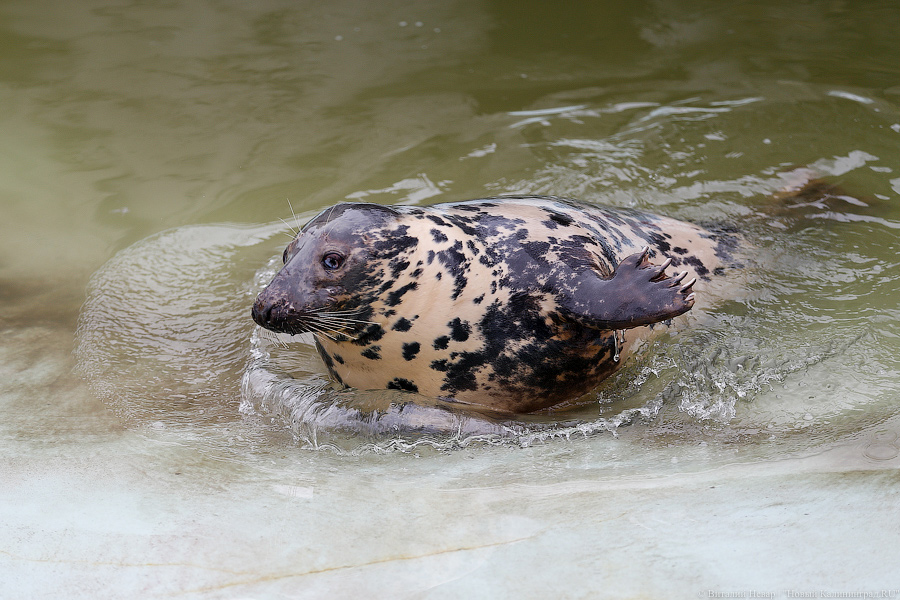 Мама, это я: в Калининградском зоопарке родились три тюлененка