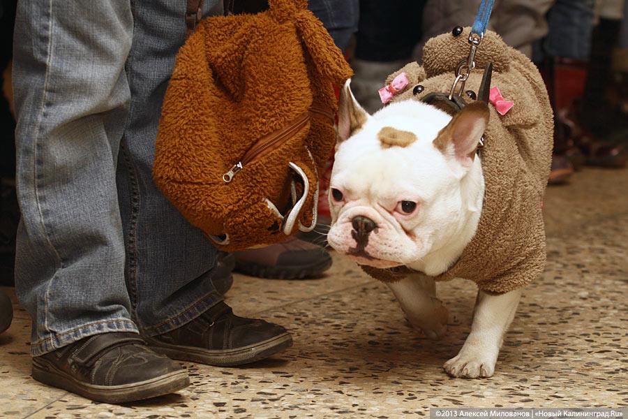 «Ой какая маленькая»: дефиле мини-собачек в музее янтаря