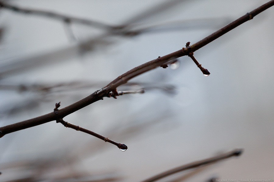 Гидрометцентр: в Калининграде на неделе температура поднимется выше +10°