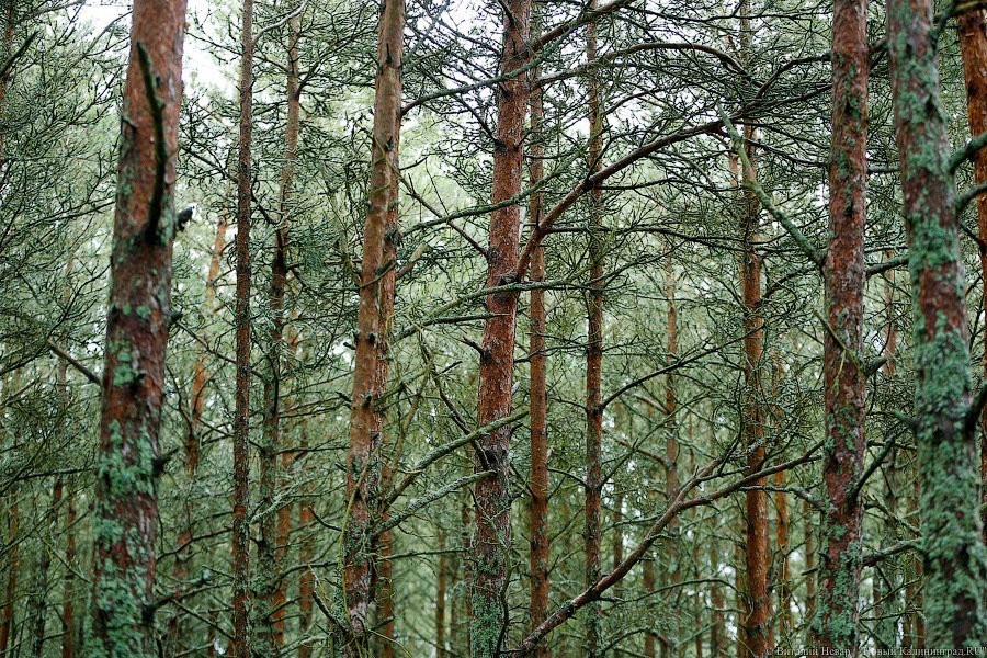 В лесу под Калининградом нашли висящее на дереве тело мужчины