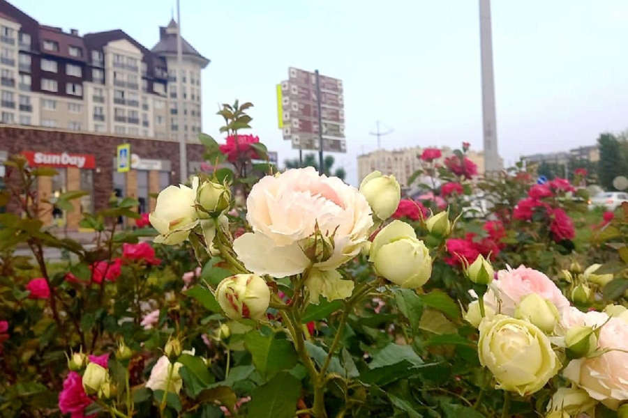 В Зеленоградске насчитали 20 тысяч высаженных роз