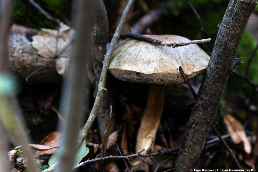 Они пошли: фоторепортаж с открытия «тихой охоты» в Калининградской области (фото)