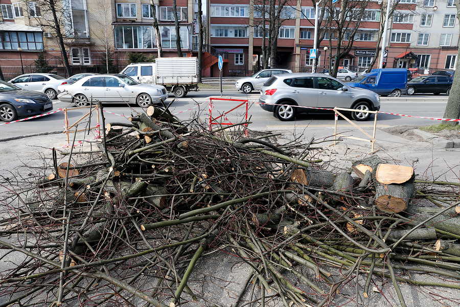 На улице Невского провалился тротуар — и в провал рухнуло дерево (фото)