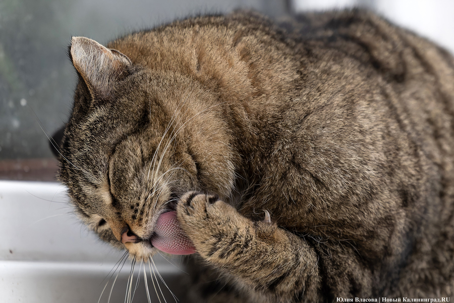 Власти Балтийска обратились в полицию из-за стрелка, убивающего котов (фото)