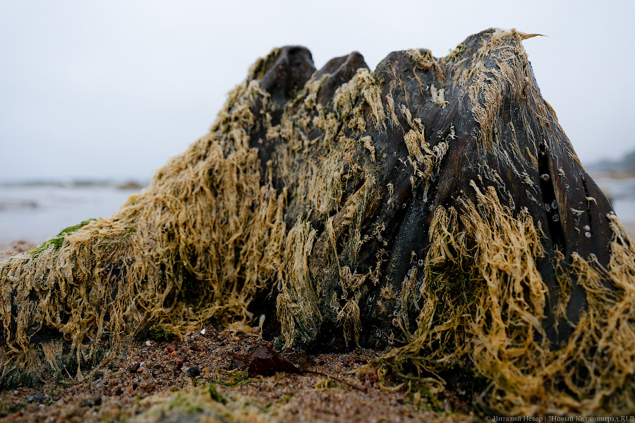Лучше Афродиты: море подарило калининградцам остатки реликтового леса (фото)
