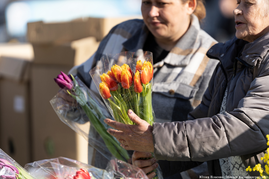 Кругом мимозы и тюльпаны: как выглядят улицы Калининграда 8 марта (фото)