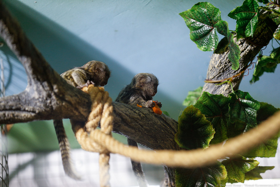 Само очарование: «фотосессия» семейства игрунок в Калининградском зоопарке 