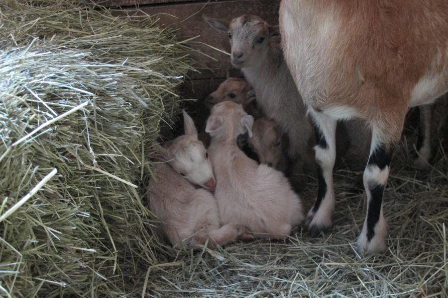 Фото предоставлено Калининградским зоопарком