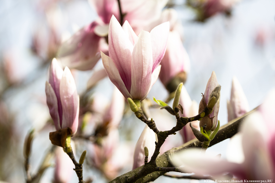 Показываем, как в Ботаническом саду цветут магнолии (фото)