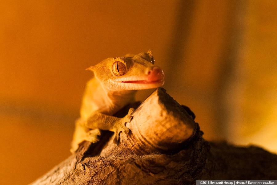 «Зов джунглей»: фоторепортаж с открытия первого калининградского экзотариума