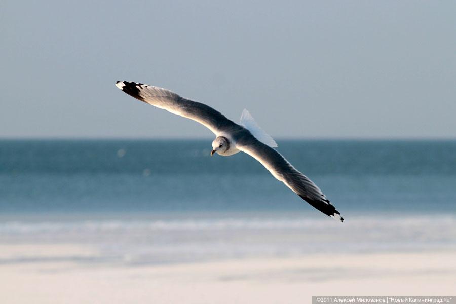 "Аки посуху": фоторепортаж "Нового Калининграда.Ru"